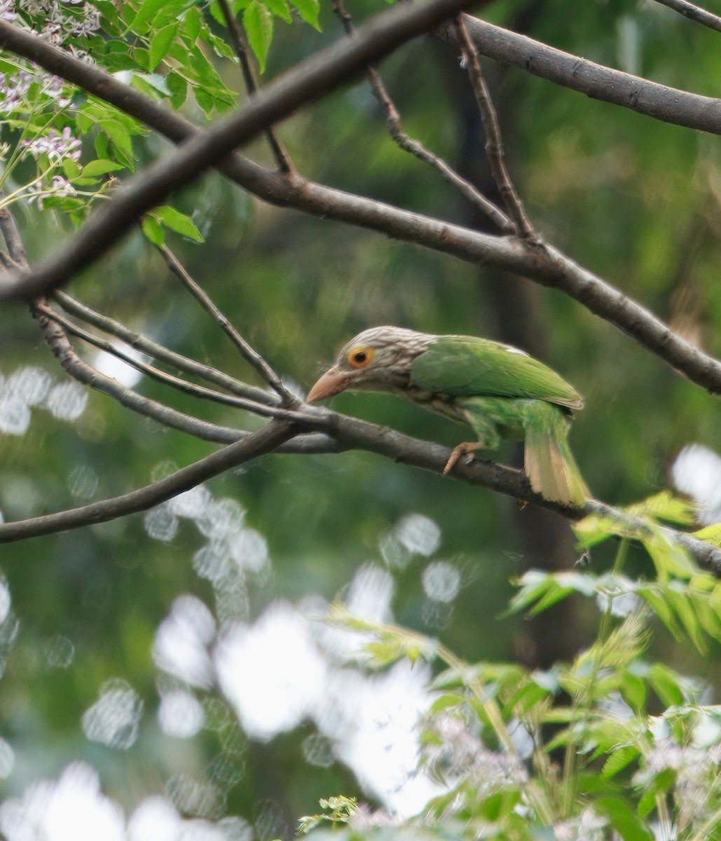 シロボシオオゴシキドリ - ML636158957