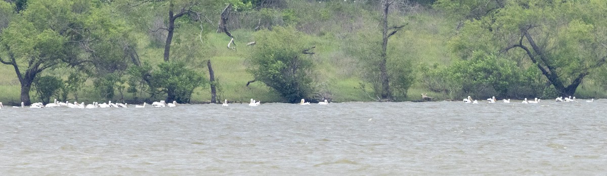 American White Pelican - ML636159009