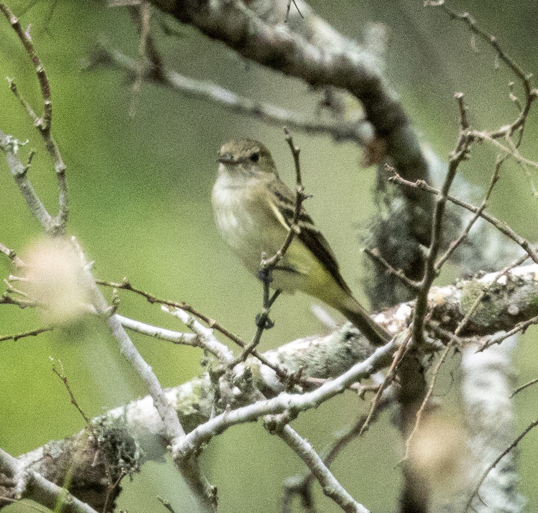 Empidonax sp. - ML636159021