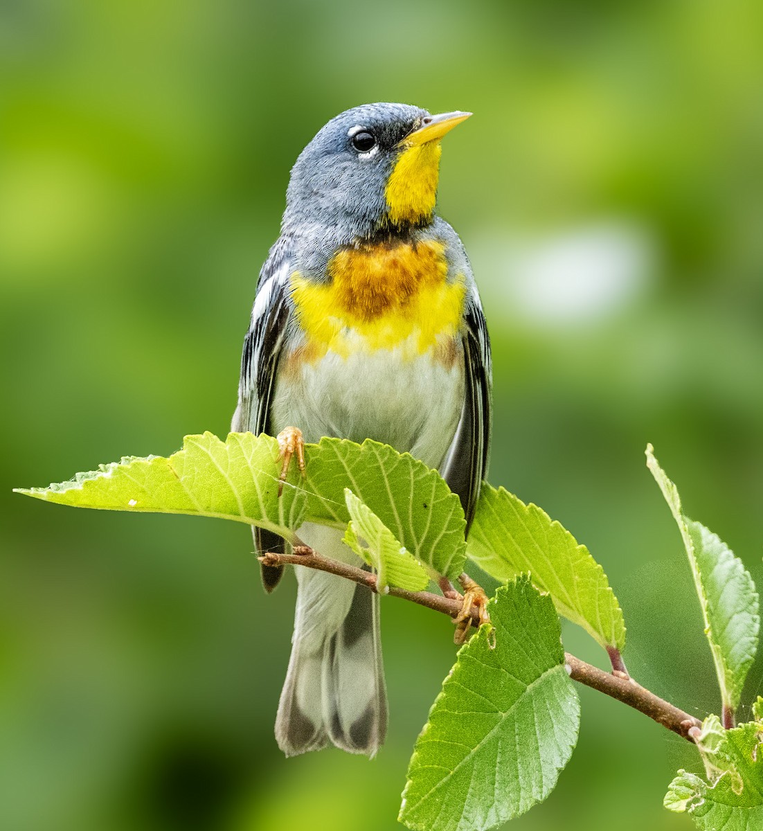 Northern Parula - ML636159037
