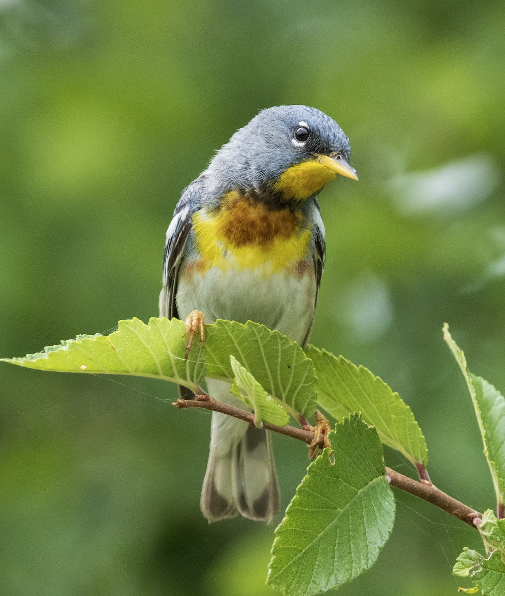 Northern Parula - ML636159038