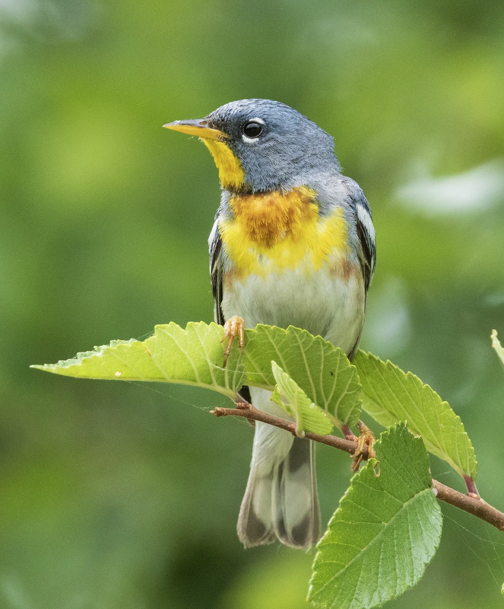 Northern Parula - ML636159039