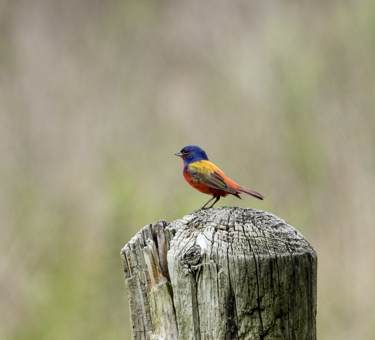 Painted Bunting - ML636159046