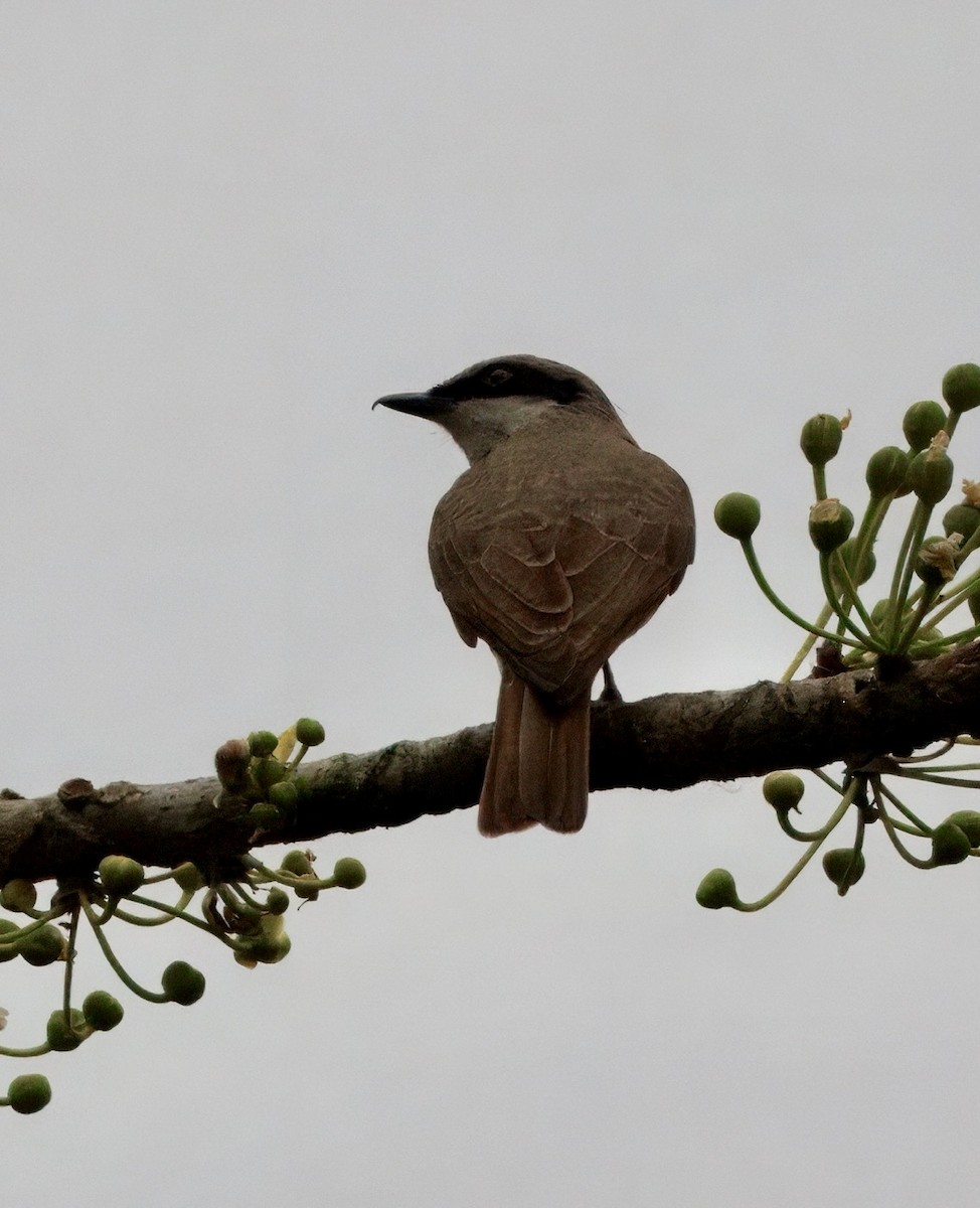 オオモズサンショウクイ - ML636159051