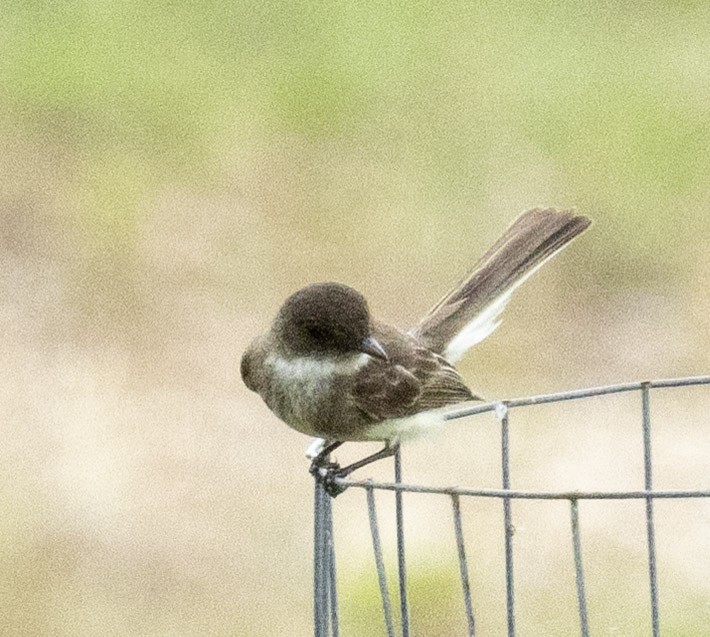 Eastern Phoebe - ML636159067