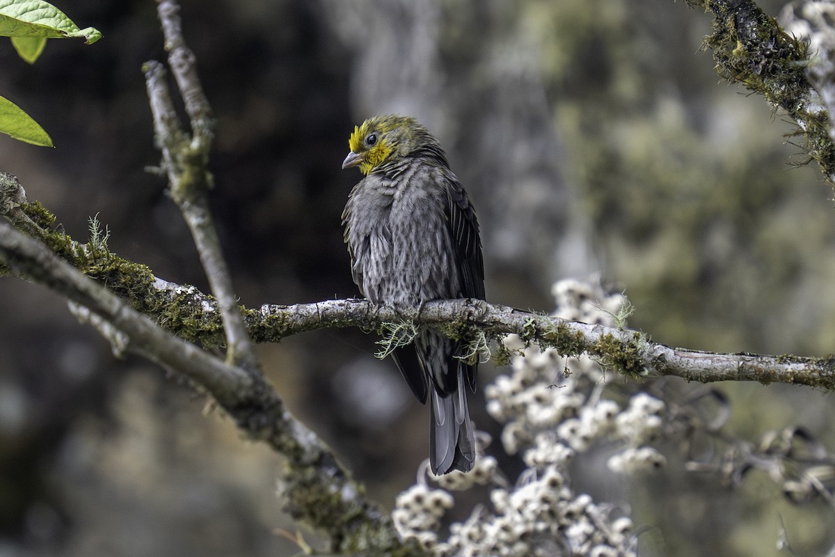 Yellow-rumped Honeyguide - ML636159092