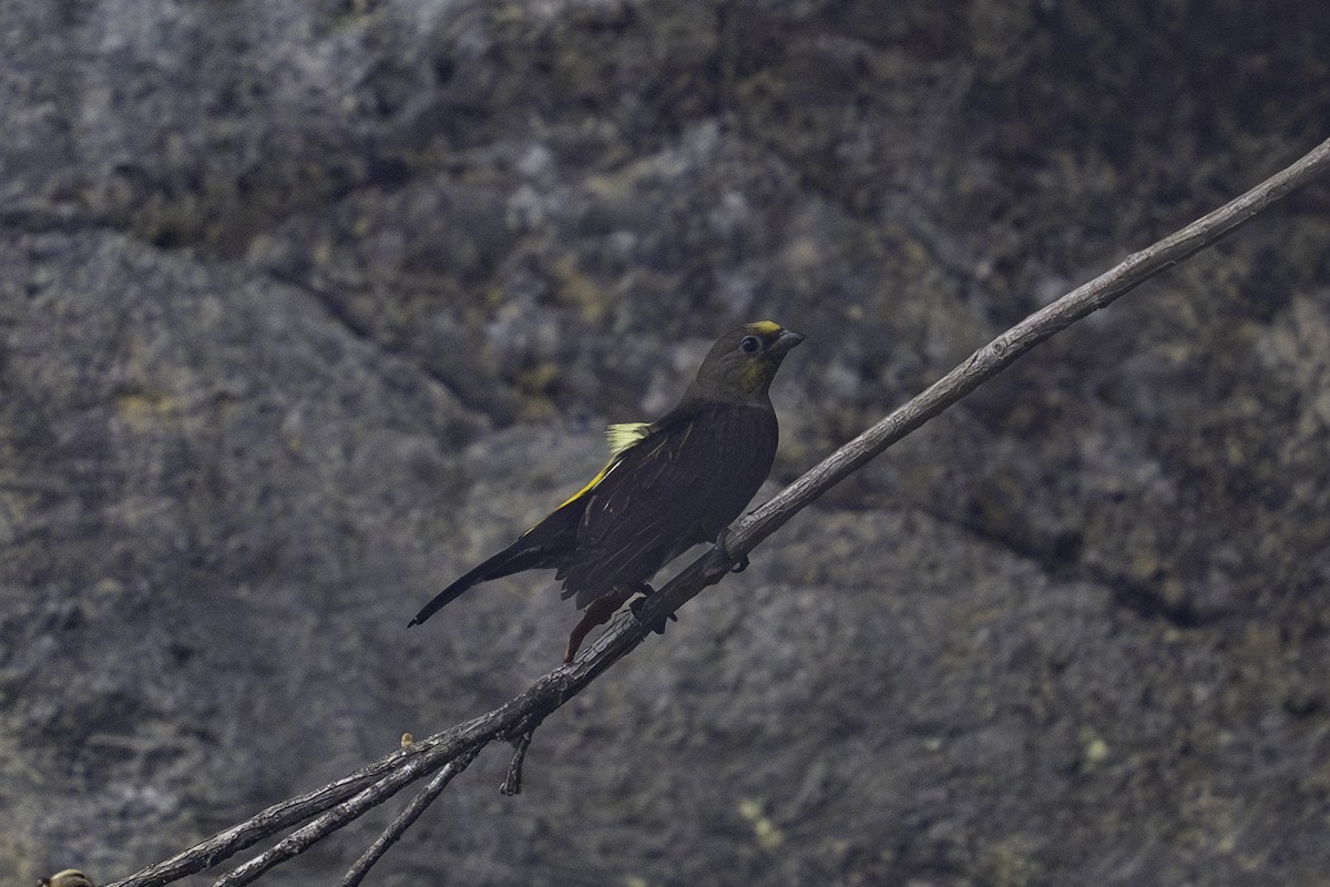 Yellow-rumped Honeyguide - ML636159093