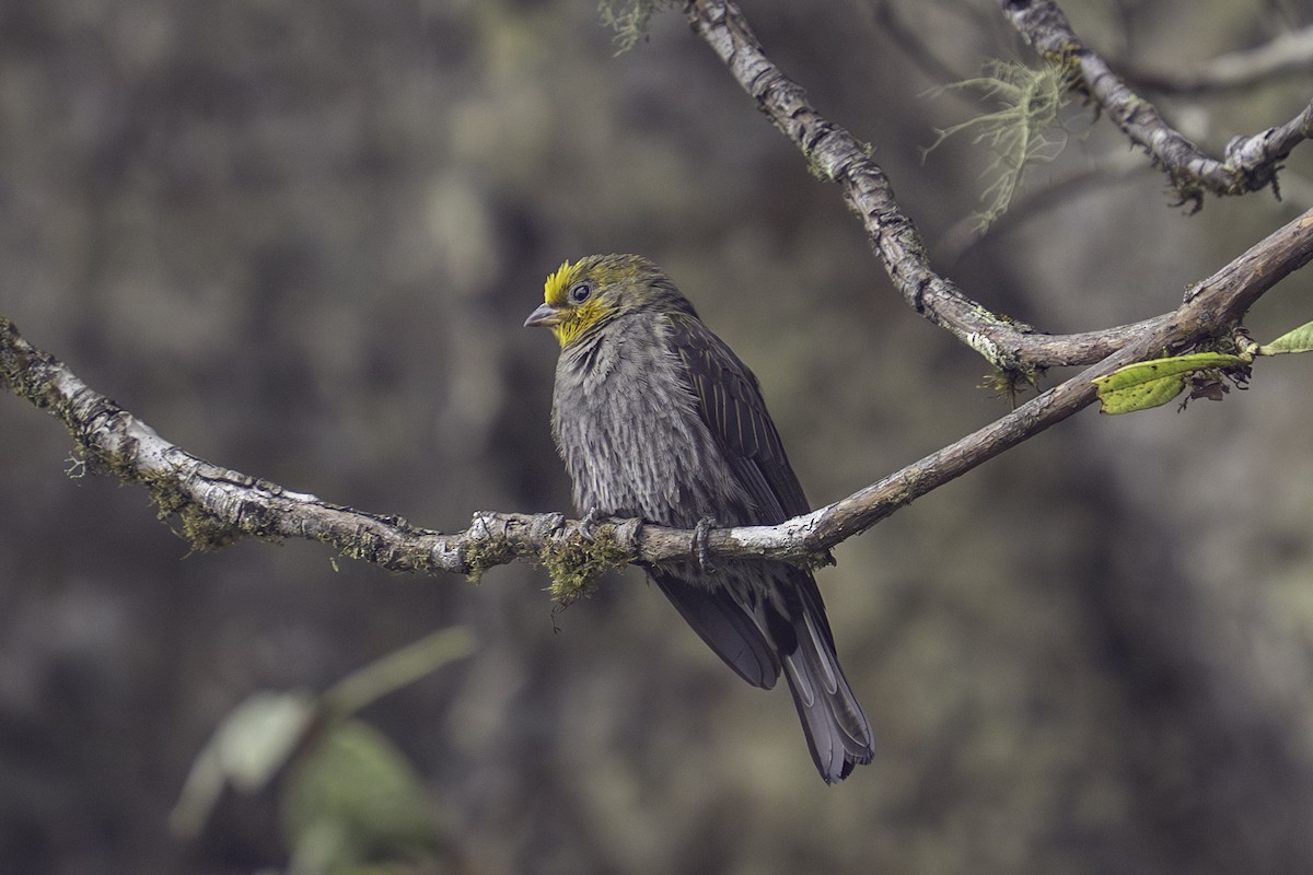 Yellow-rumped Honeyguide - ML636159095