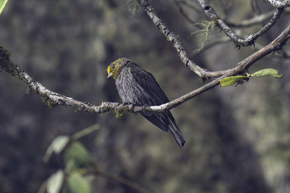 Yellow-rumped Honeyguide - ML636159096