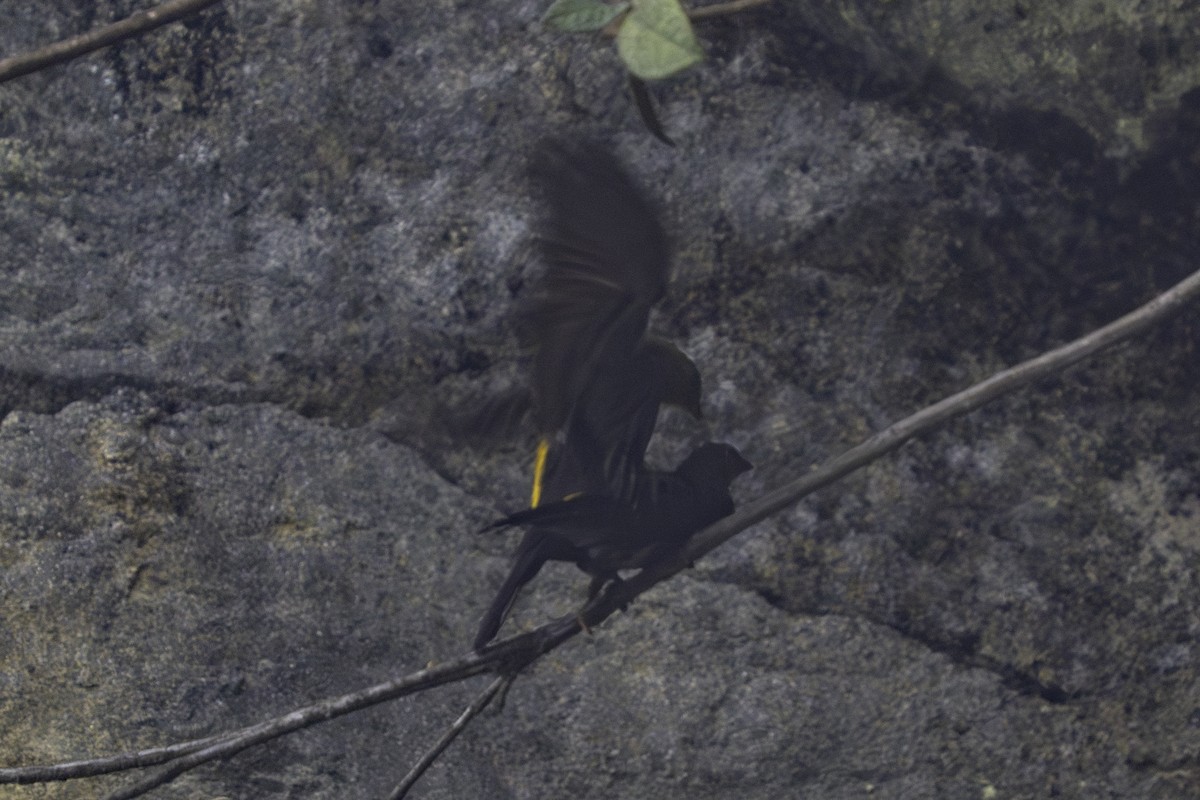 Yellow-rumped Honeyguide - ML636159097