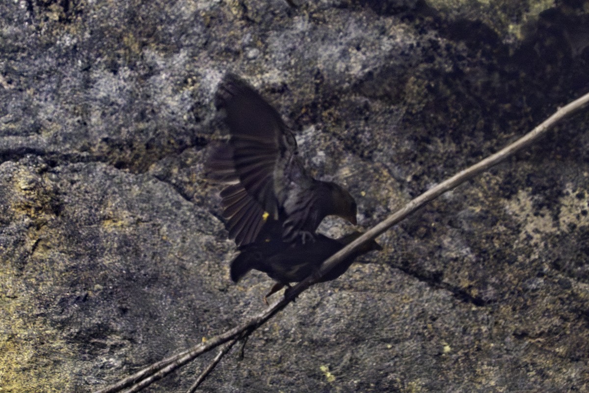Yellow-rumped Honeyguide - ML636159098
