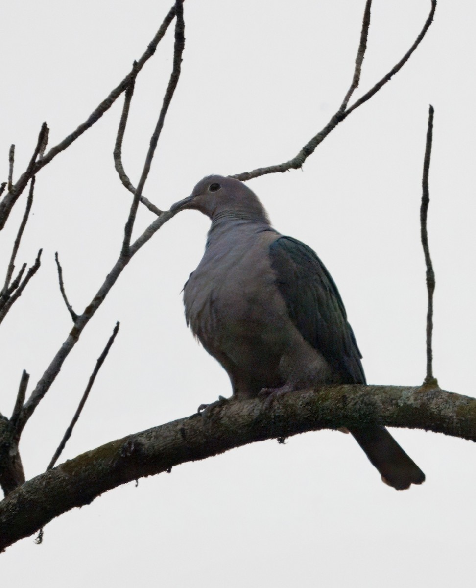 ミカドバト - ML636159155