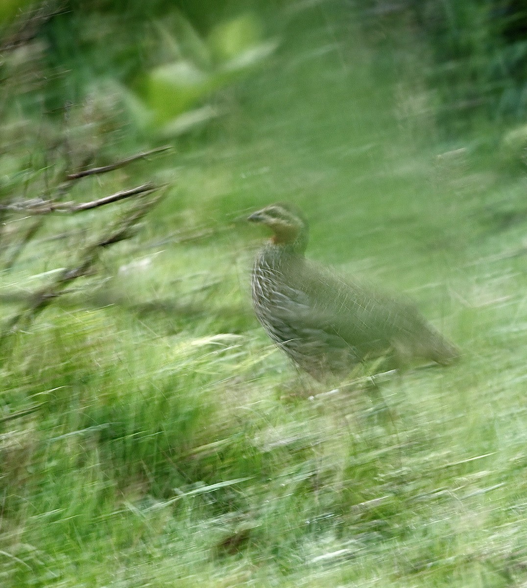 Swamp Francolin - ML636159183