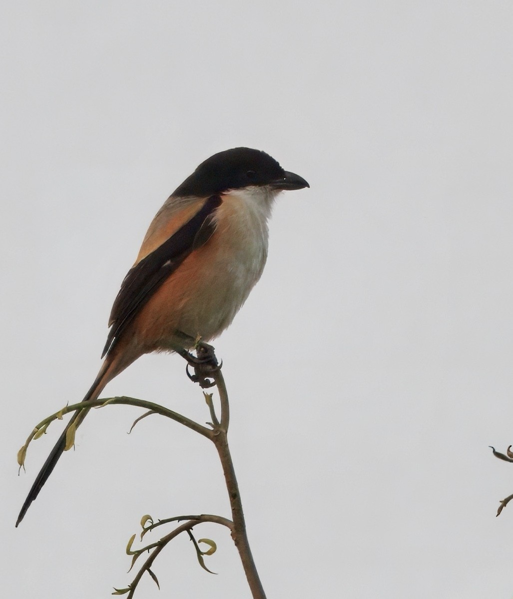 タカサゴモズ（tricolor／longicaudatus） - ML636159248