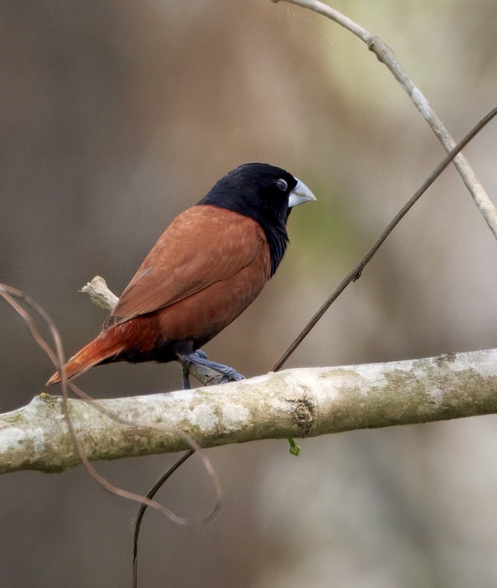 キンパラ - ML636159278