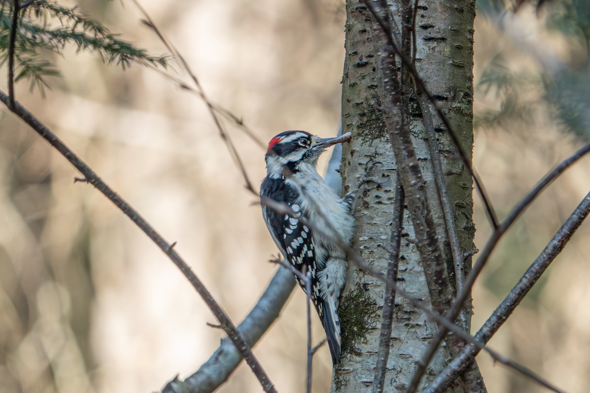 Downy Woodpecker - ML636159285