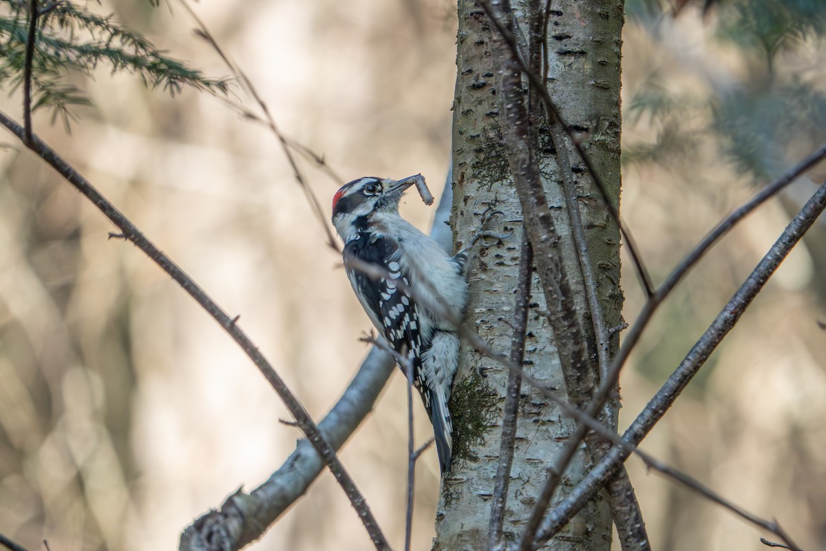 Downy Woodpecker - ML636159286