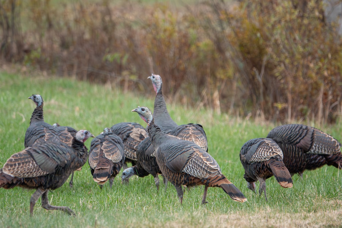 Wild Turkey - ML636159291