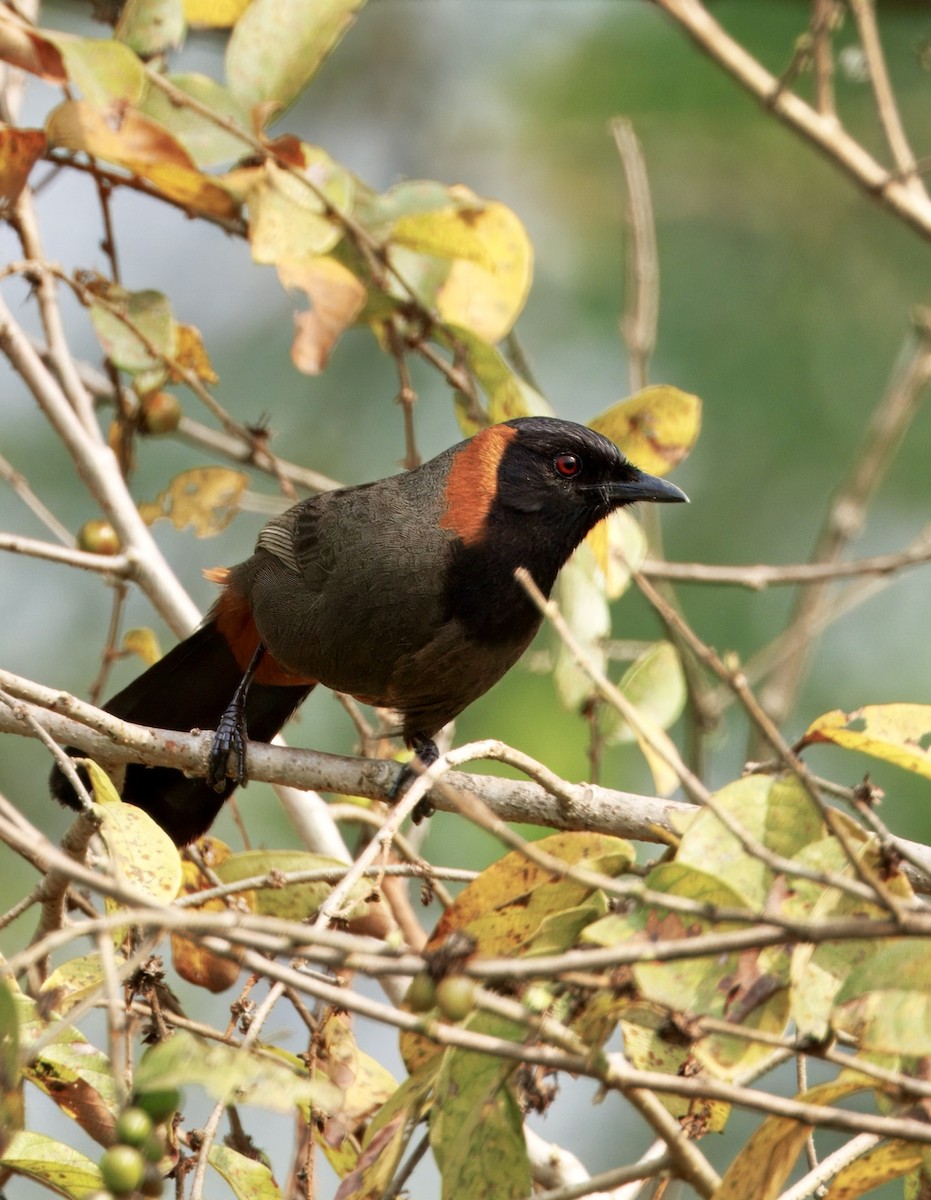 アカエリガビチョウ - ML636159302