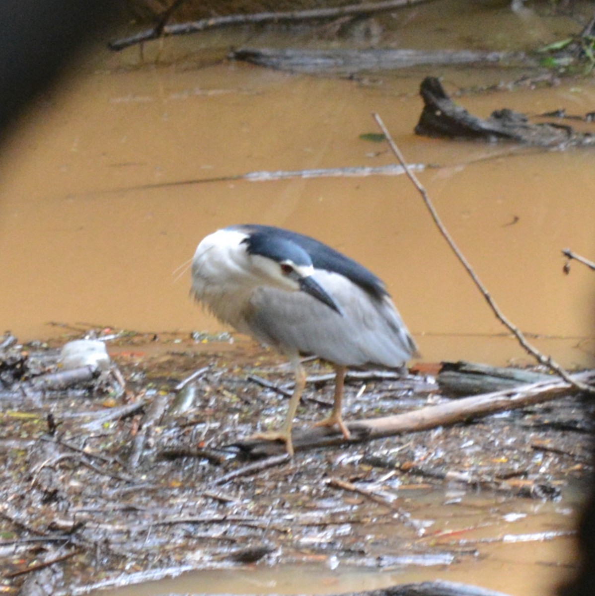 Black-crowned Night Heron - ML636159355