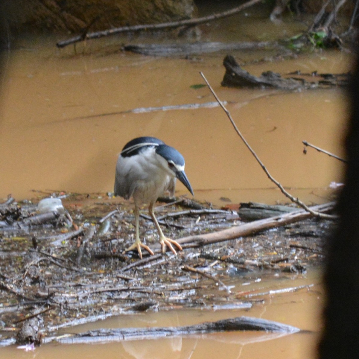 Black-crowned Night Heron - ML636159356
