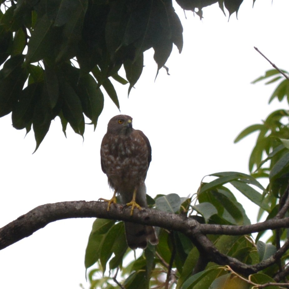 Shikra - ML636159359