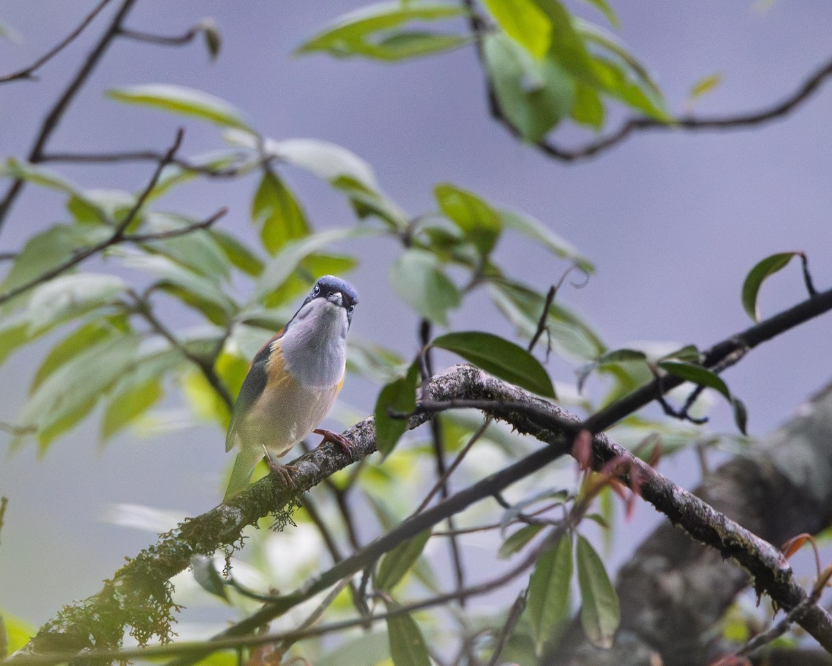 Black-headed Shrike-Babbler - ML636159366