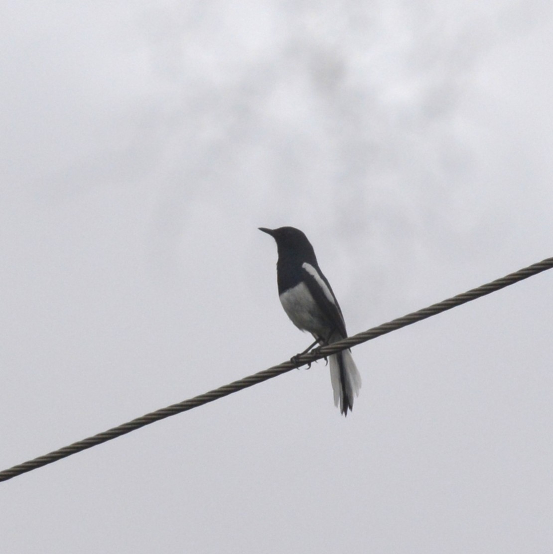 Oriental Magpie-Robin - ML636159368