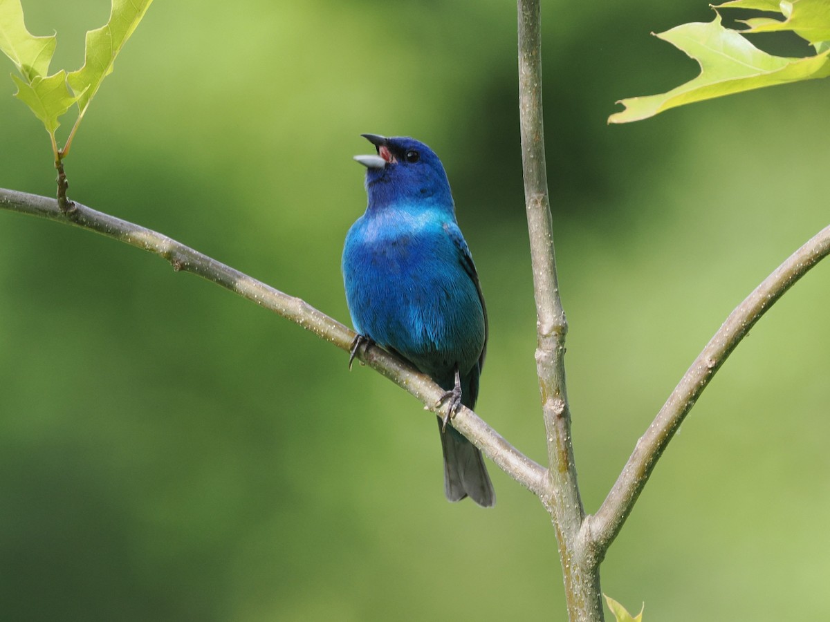 Indigo Bunting - ML636159384