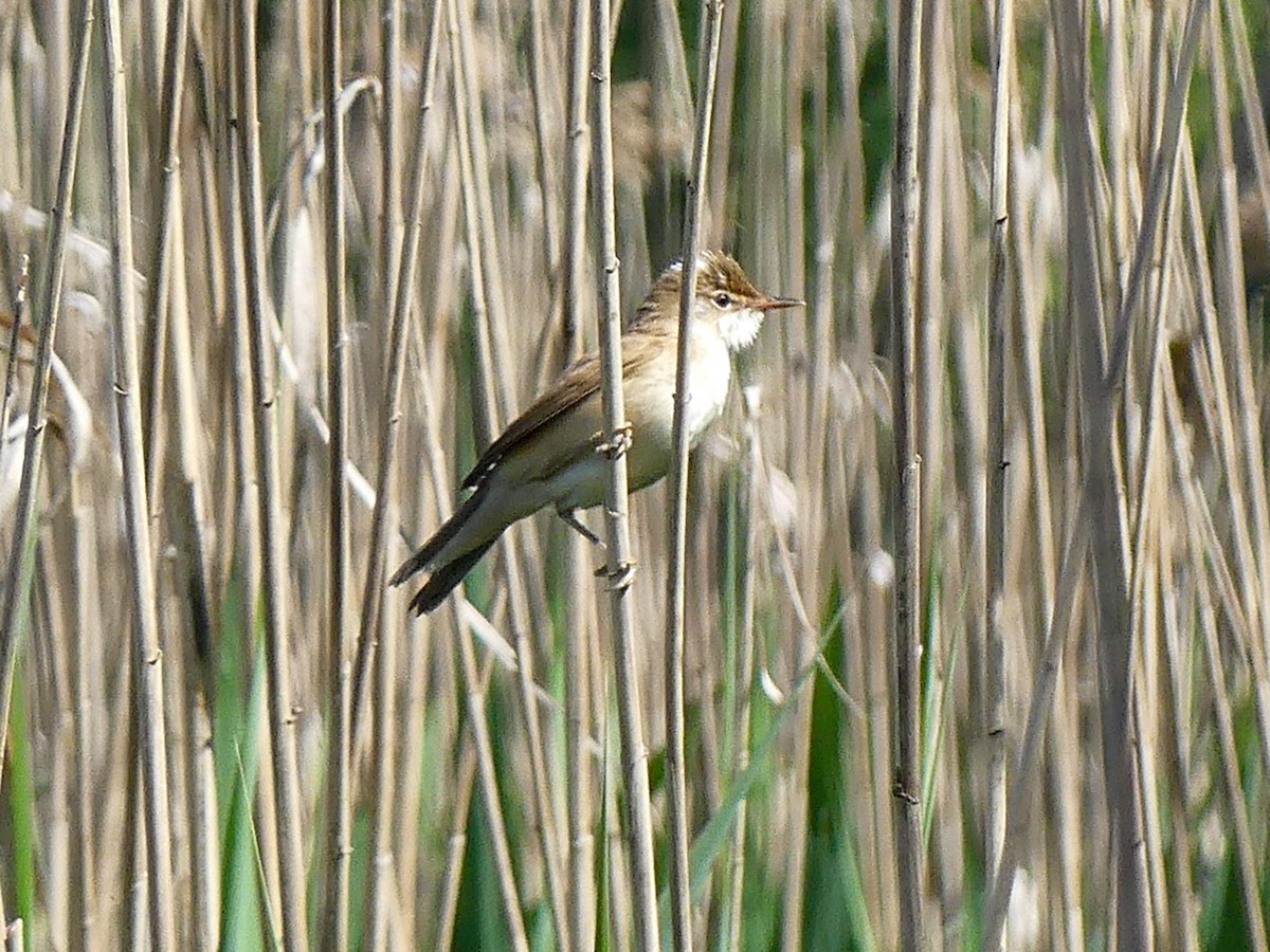 Common Reed Warbler - ML636159402