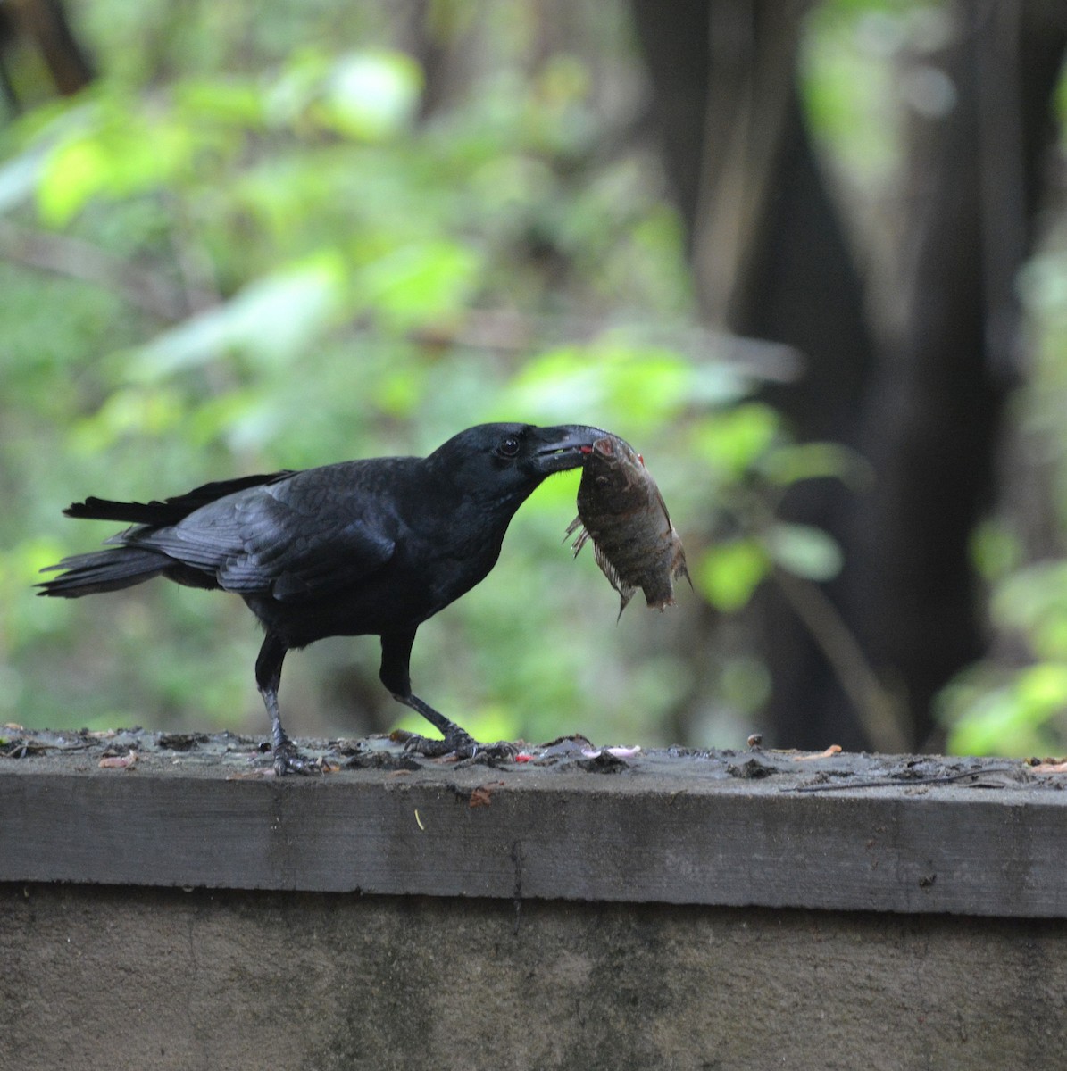 Large-billed Crow - ML636159407