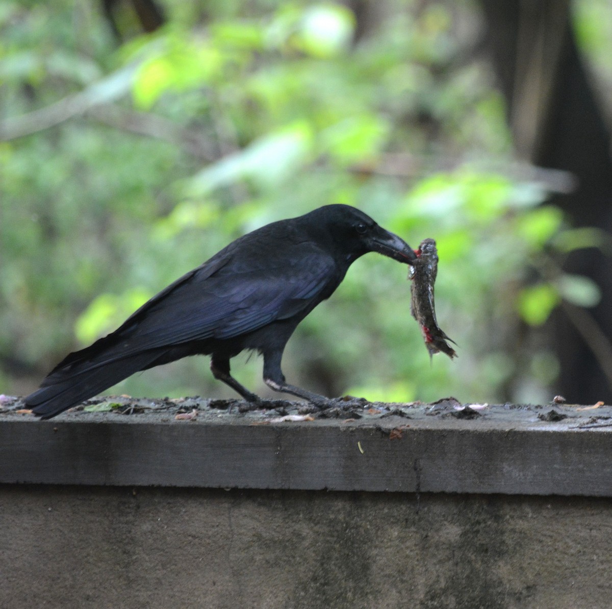 Large-billed Crow - ML636159409