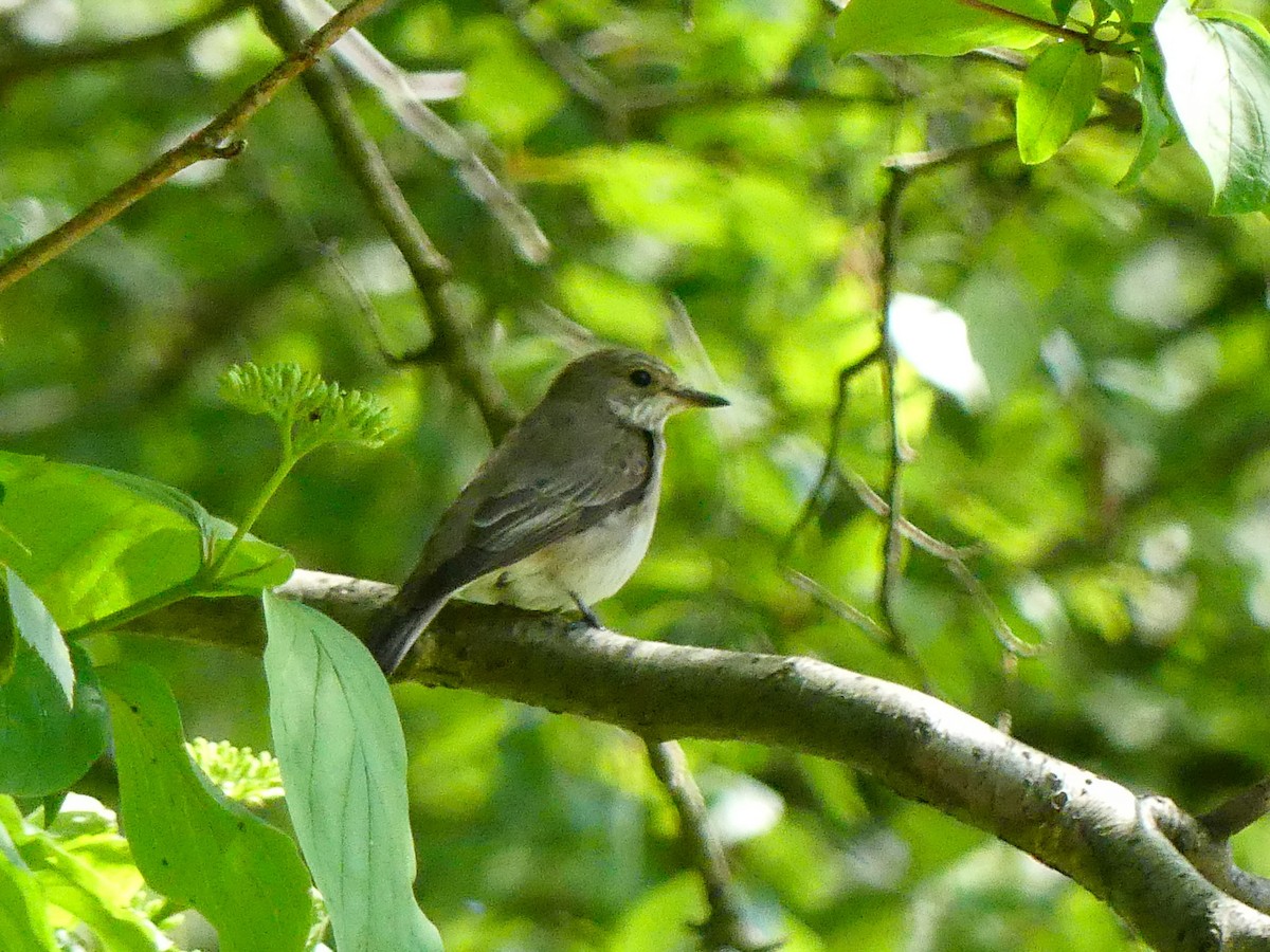 Spotted Flycatcher - ML636159410