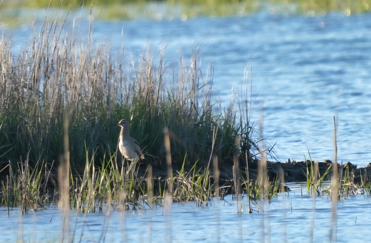 美洲中杓鷸 - ML636159420