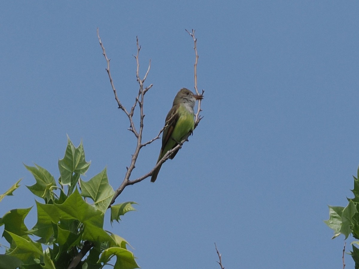 Great Crested Flycatcher - ML636159431
