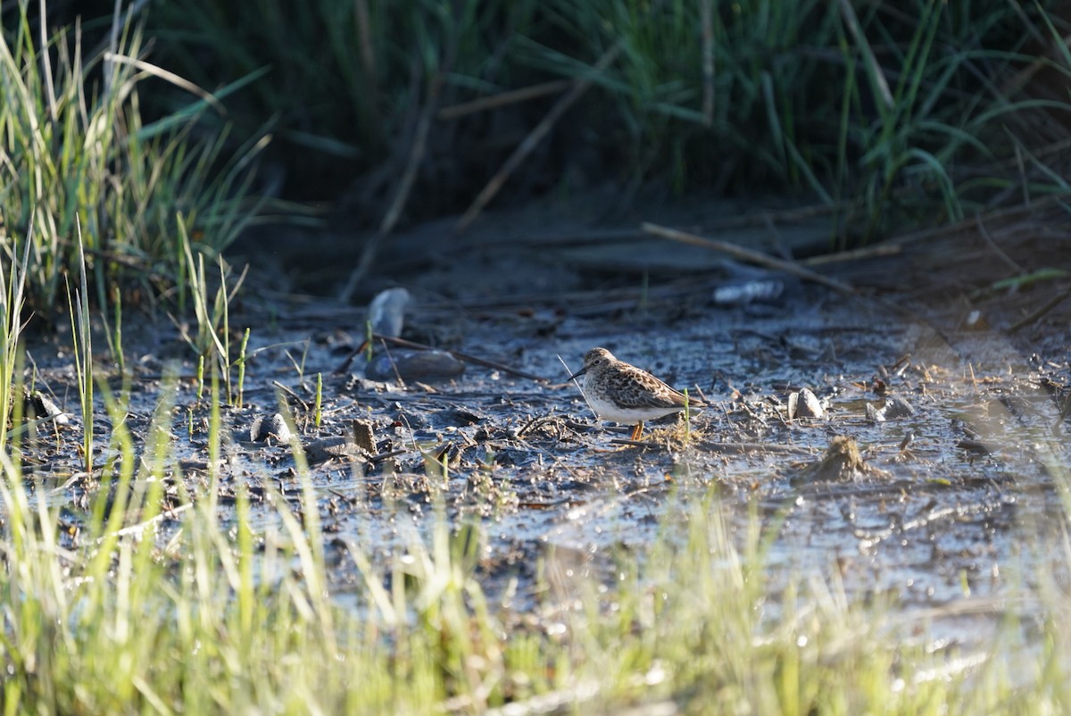 Least Sandpiper - ML636159451