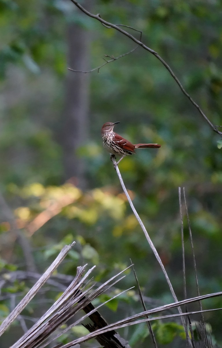 Brown Thrasher - ML636159517