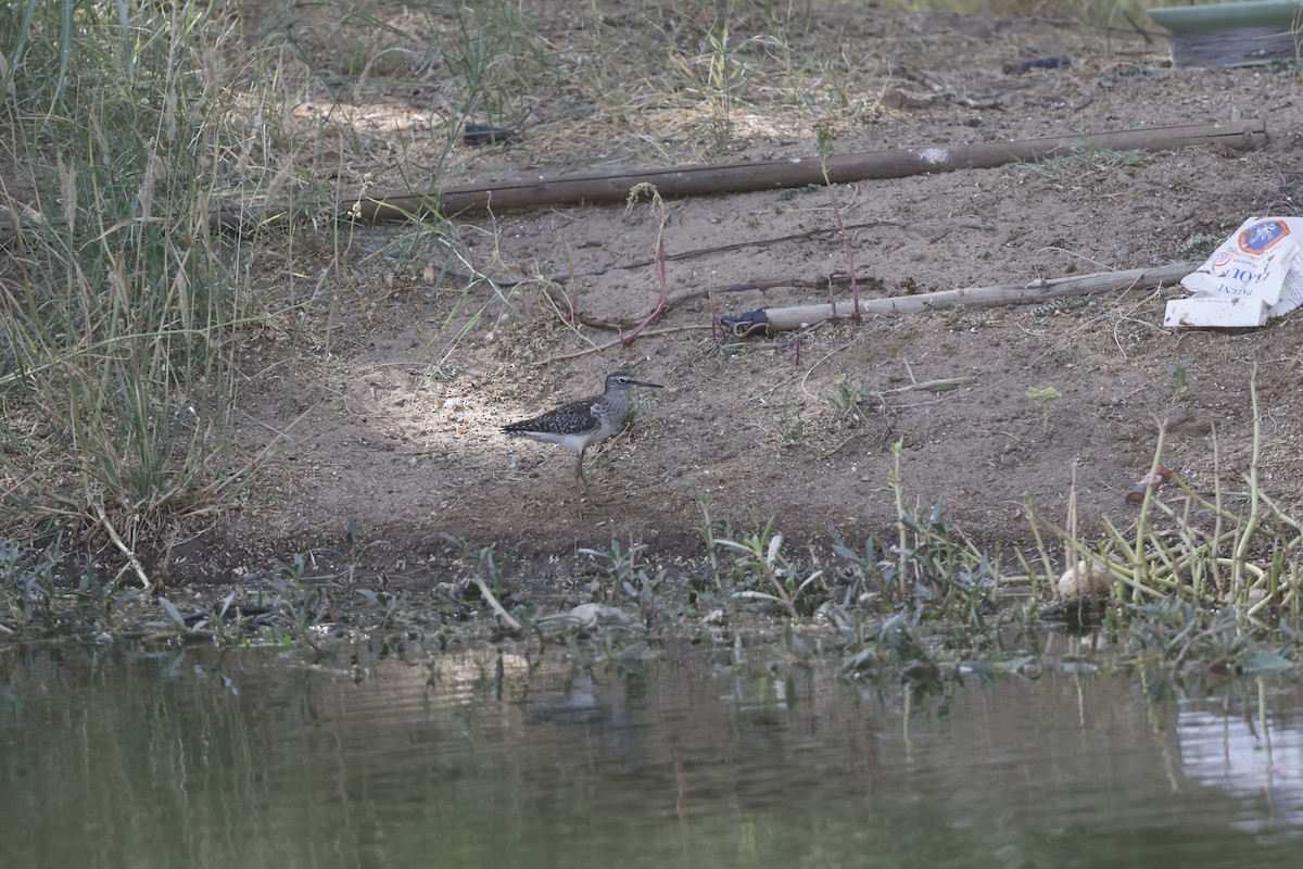 Wood Sandpiper - ML636159564