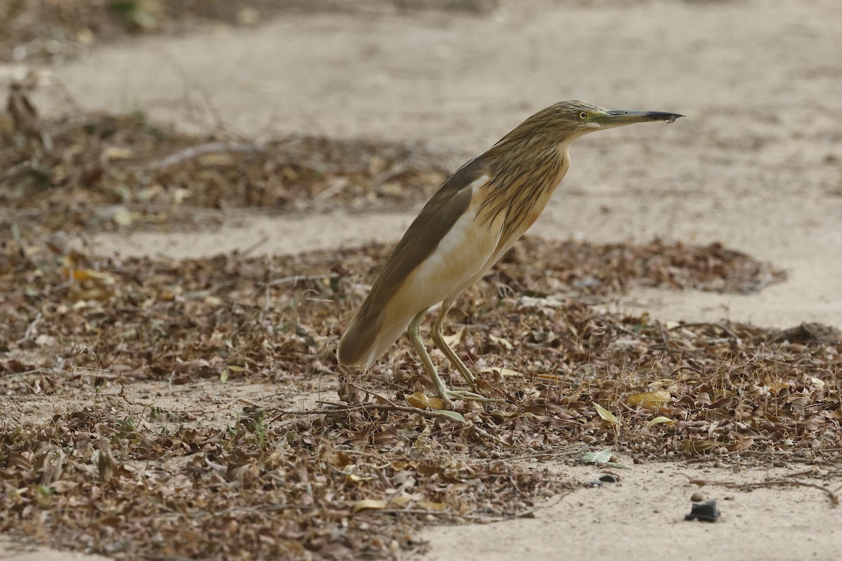 Squacco Heron - ML636159593