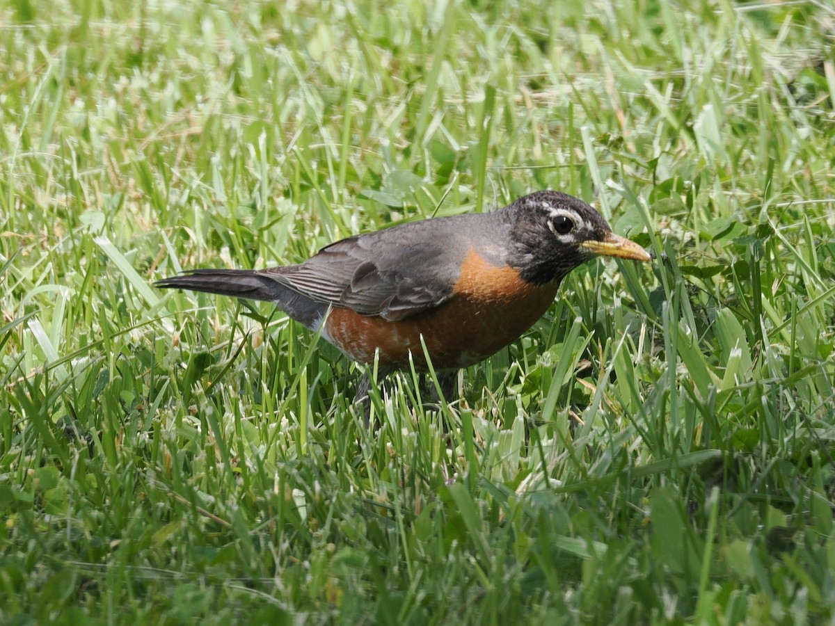 American Robin - ML636159595