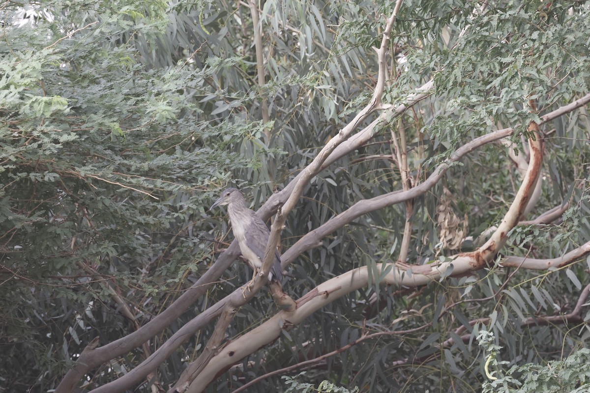 Black-crowned Night Heron - ML636159599