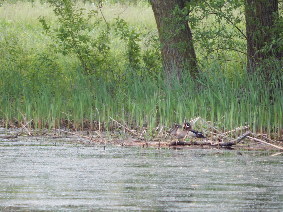 Wood Duck - ML636159601