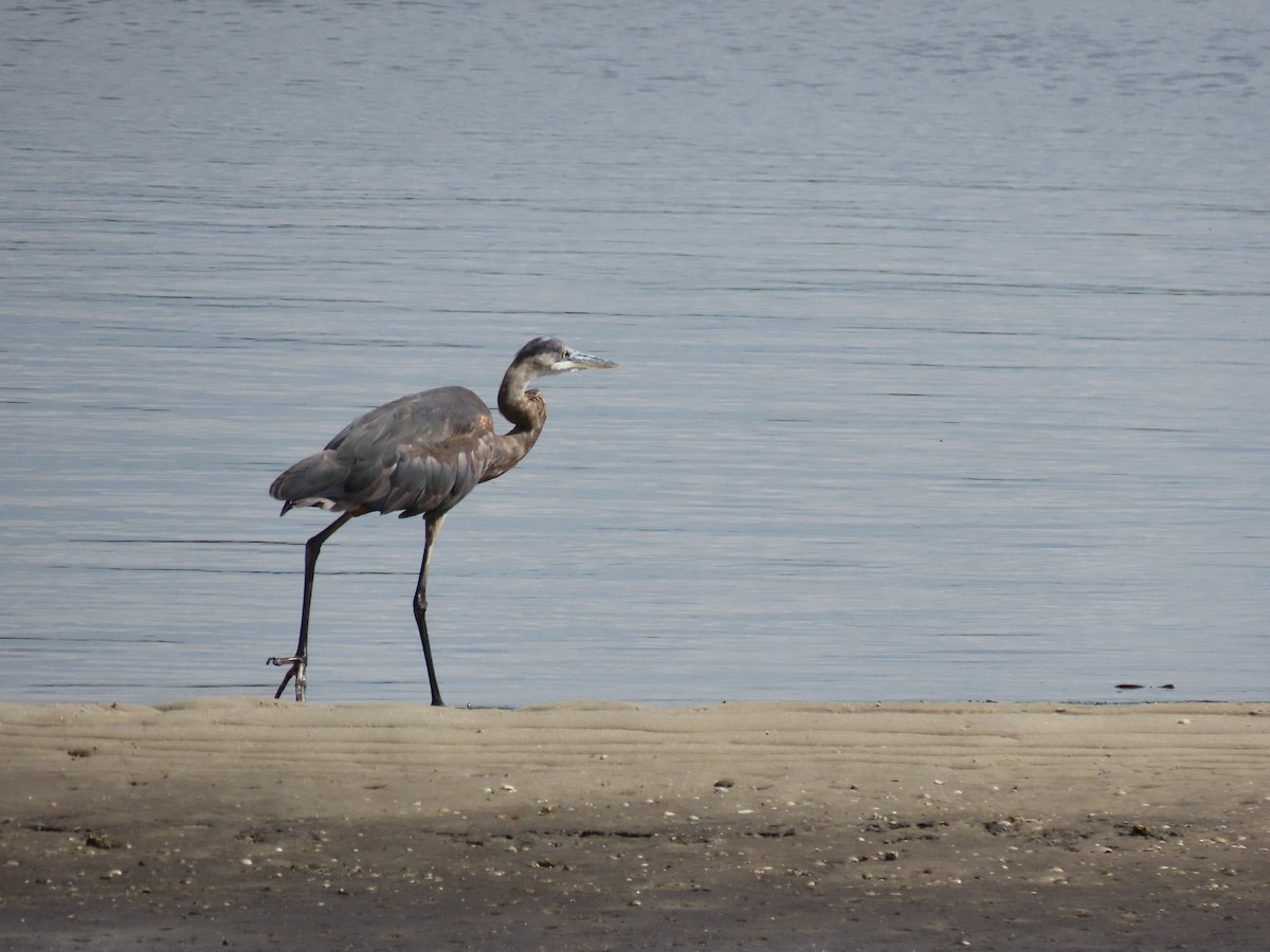 Great Blue Heron - ML636159602
