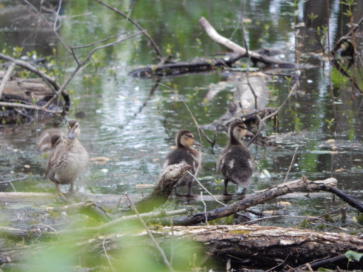 Mallard - ML636159607