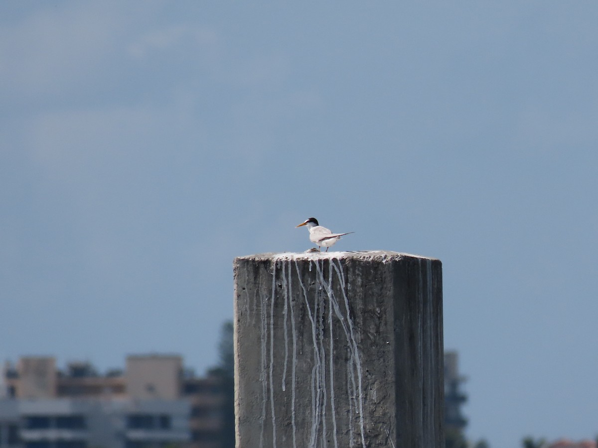 Least Tern - ML636159609