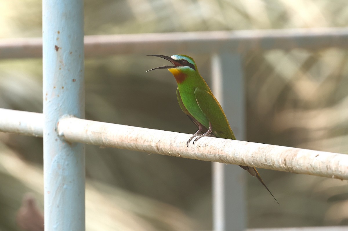 Blue-cheeked Bee-eater - ML636159615