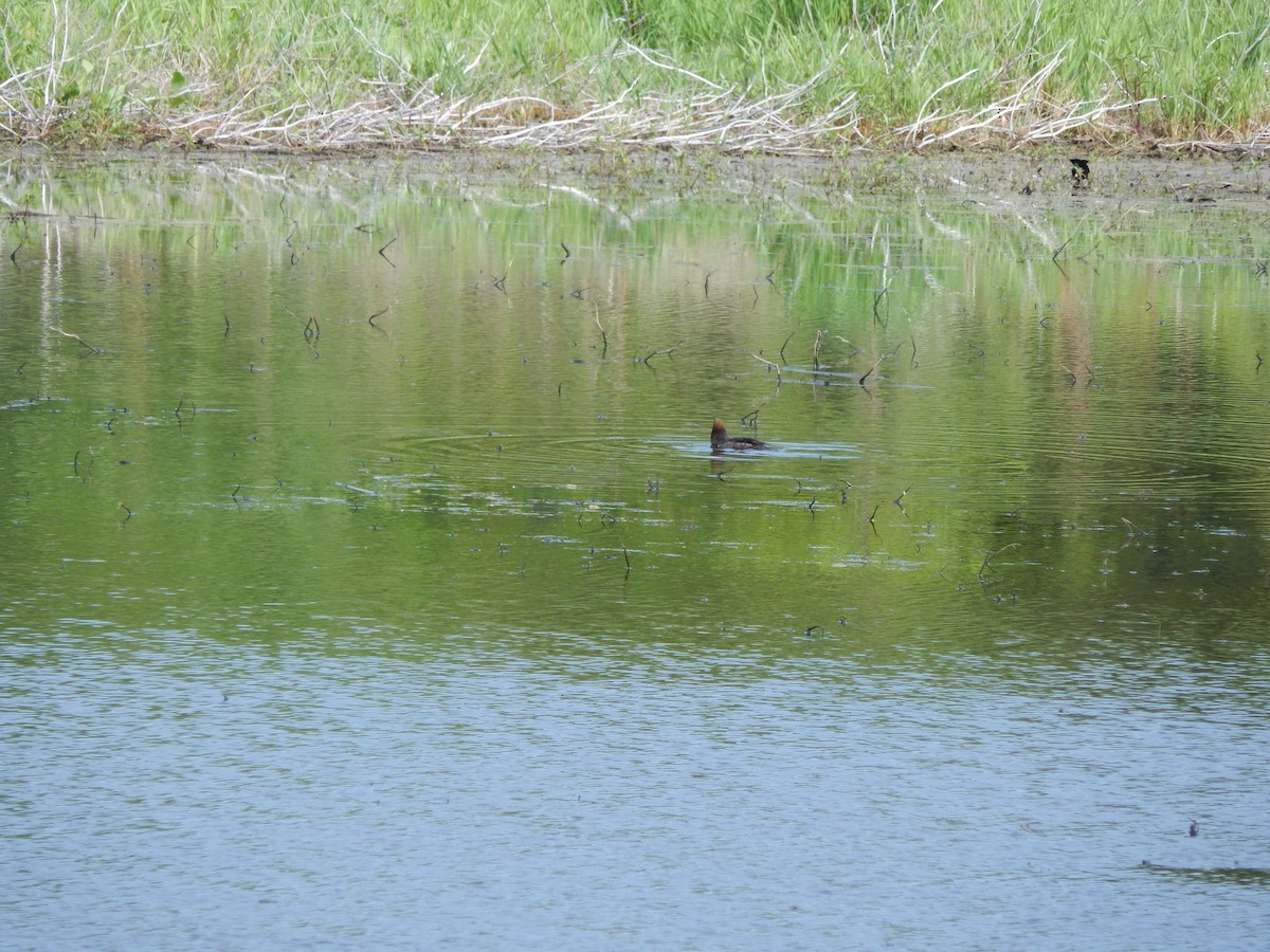 Hooded Merganser - ML636159622