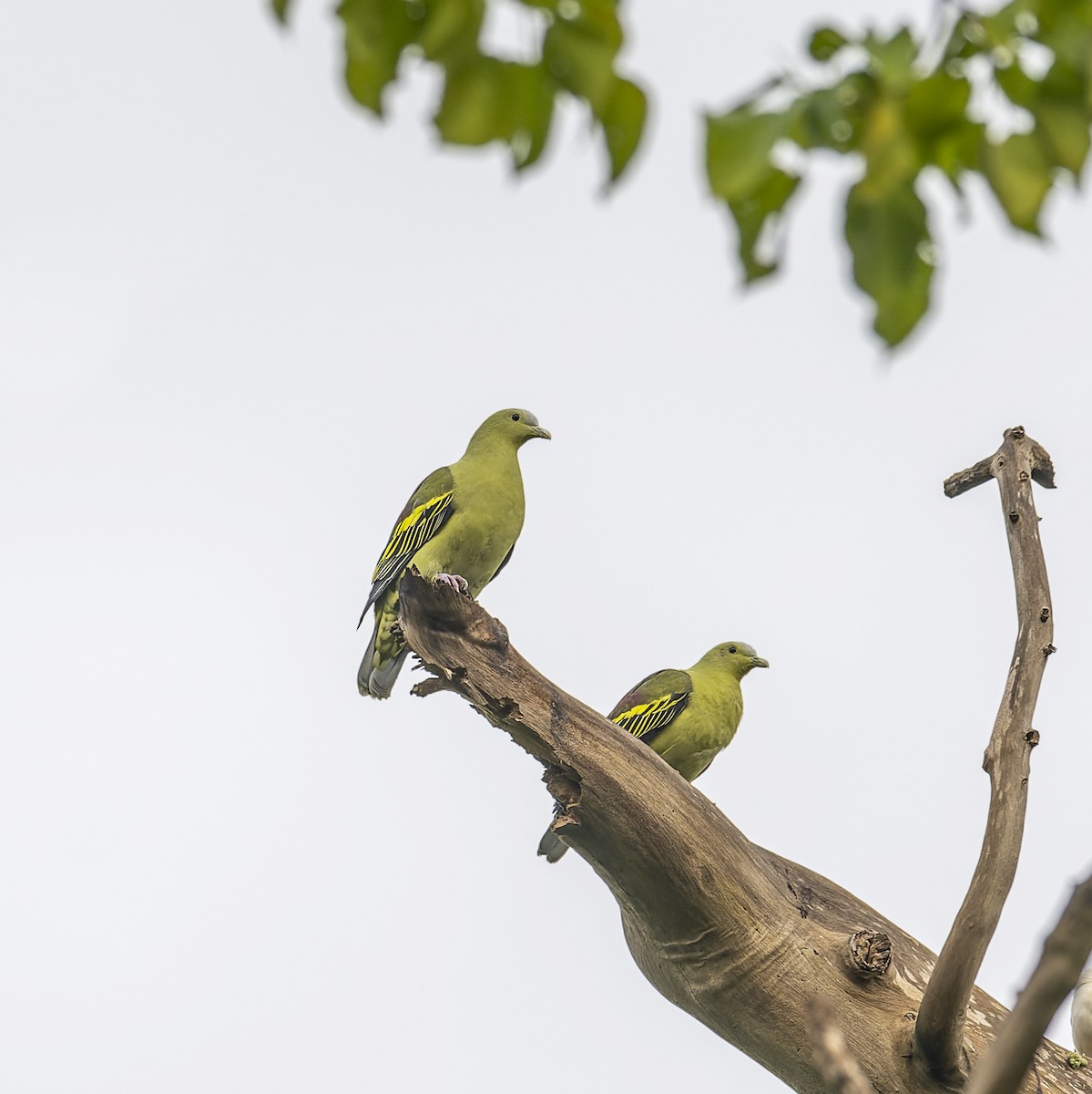 Andaman Green-Pigeon - ML636159623