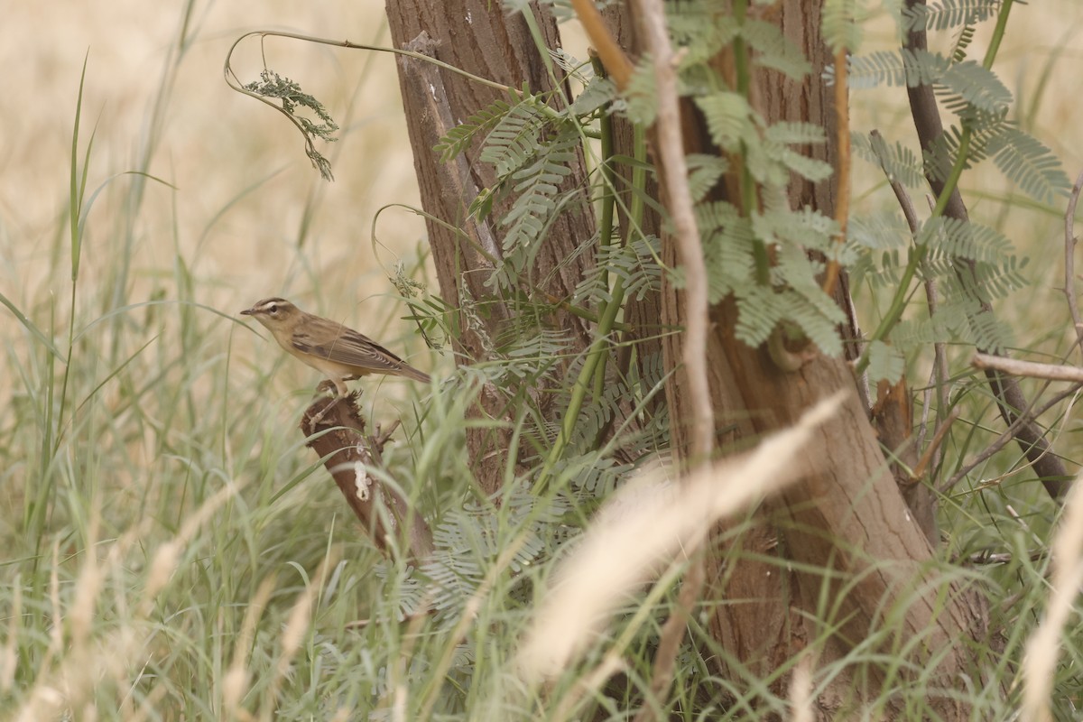 Sedge Warbler - ML636159639