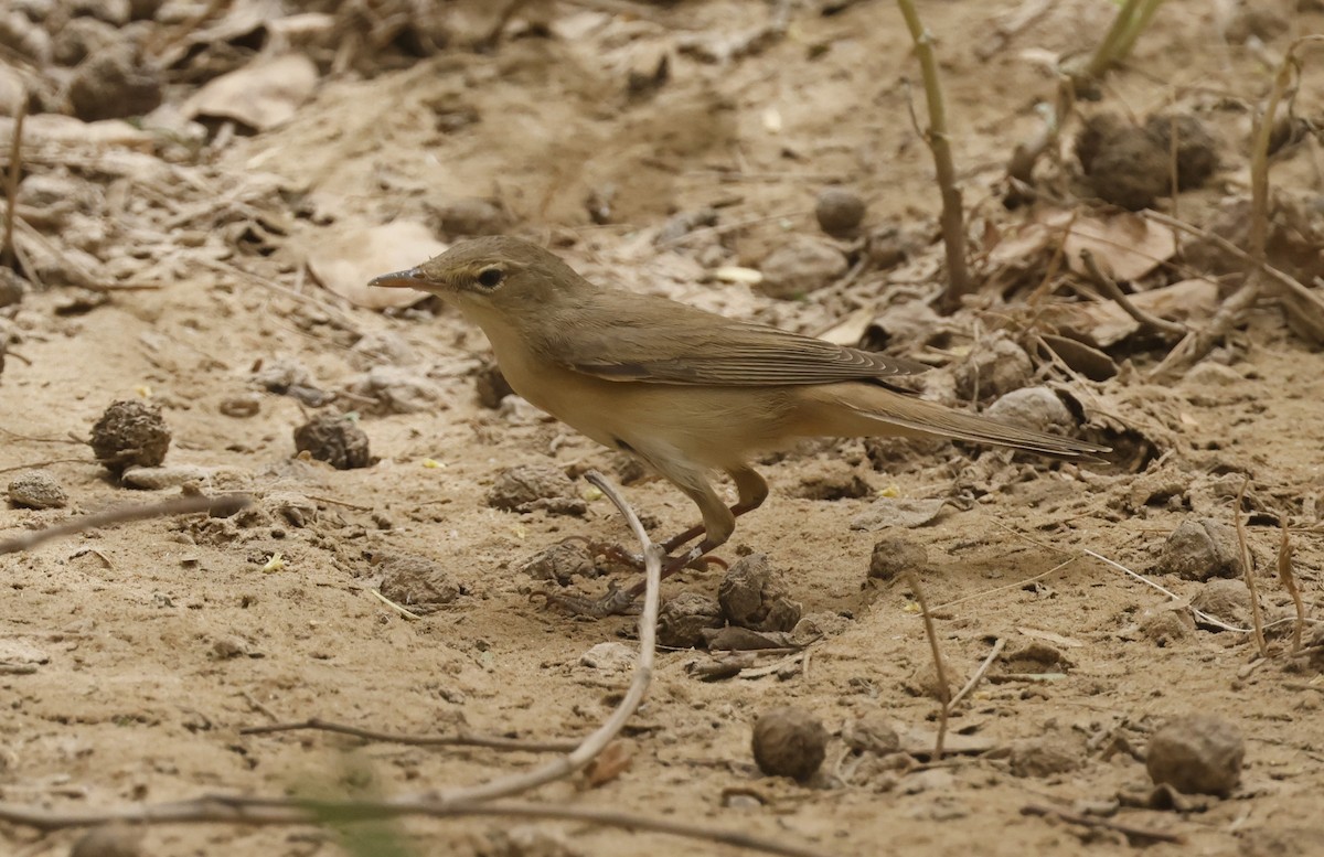 Marsh Warbler - ML636159641